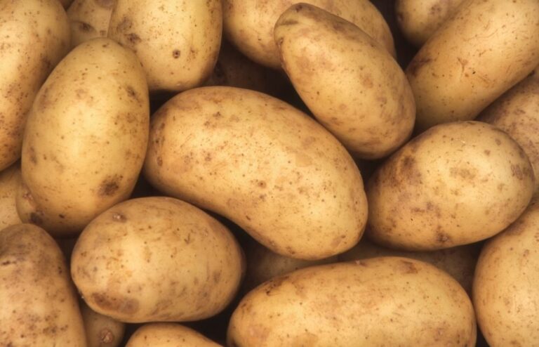 WHAT IS THE DIFFERENCE BETWEEN A RUSSET POTATO AND A REGULAR POTATO?